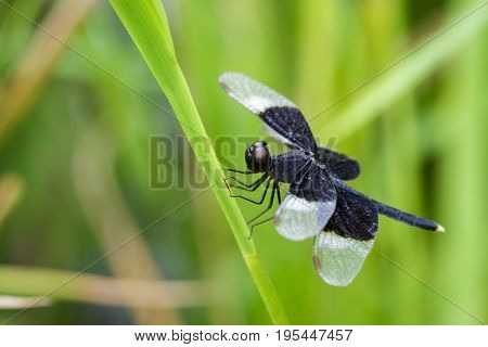 Image Of Pied Paddy Skimmer Dragonfly (neurothemis Tullia) On Green Leaves. Insect Animal