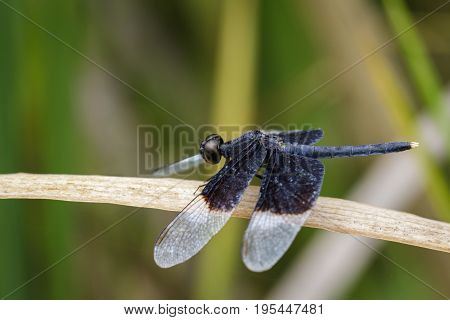 Image of Pied Paddy Skimmer Dragonfly (Neurothemis Tullia)on dry leaves. Insect Animal