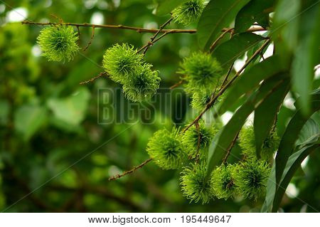 Small green fruits of raw Rambutan before ripening