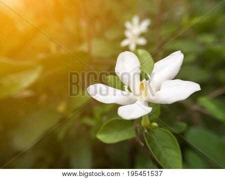 white Wrightia antidysenterica flower in nature garden