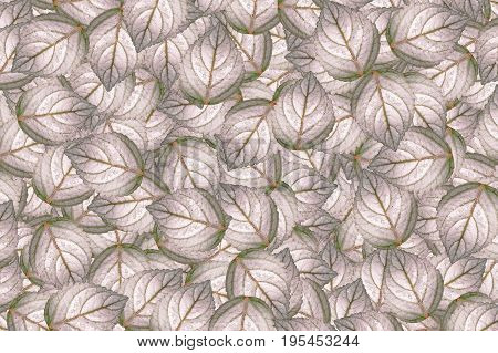 beautiful Hemigraphis alternata leaves pattern for background