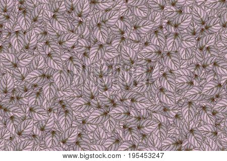 fresh Hemigraphis alternata leaves abstract pattern background