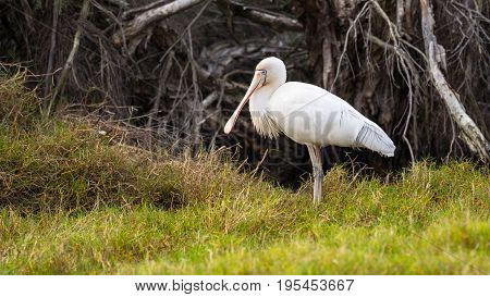 A Yellow-Billed Spoonbill (Platalea regia) at the edge of Herdsman Lake in Perth, Western Australia.