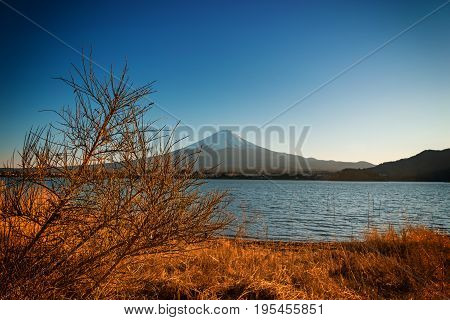 scene of dry tree on lake kawaguchiko and mount fuji background - can use to display or montage on product