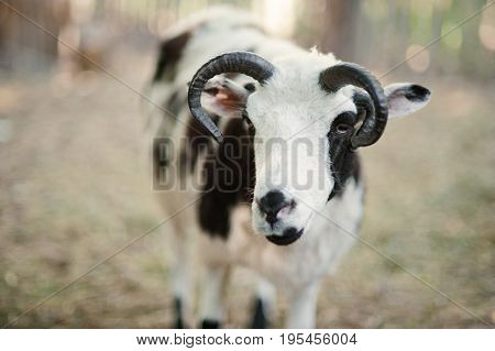 The Sheep With Four Horns Jacob Breed