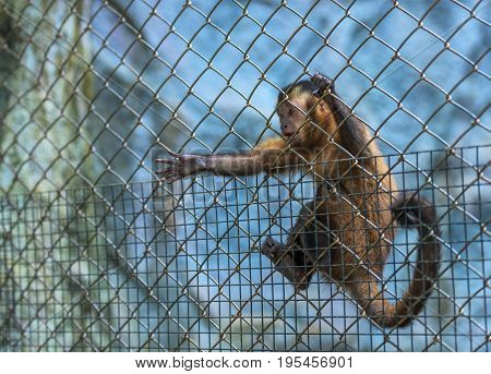 Monkey locked in a cage for help.animal in the zoo