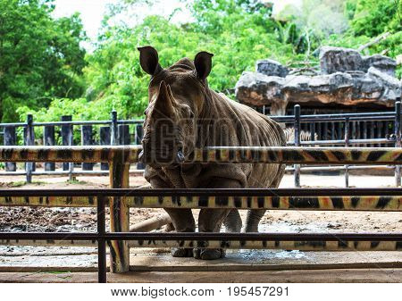 Rhinoceros in the zoo.Rhinoceros animal.The zoo in Thailand.