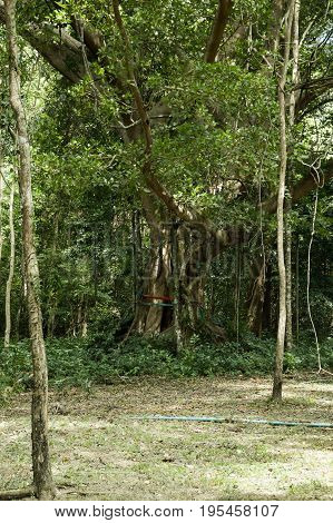 Ficus benjamina tree in nature forest Thailand
