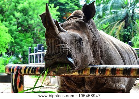 Background blur and sofe focus People are feeding the rhino in the zoo.In Thailand.The zoo in Thailand.