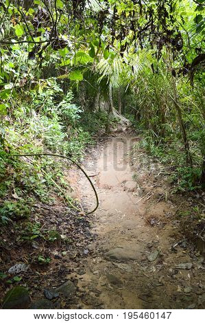 nature walkway in Khao Chamao , Rayong , Thailand