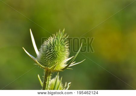 Teasel in nature, Natural background with an teasel flower in bloom