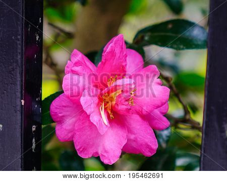 Camellia Sasanqua Flower With Leaves