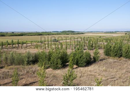 Poplar groves and cornfields in the plain of the River Esla, in Leon Province, Spain