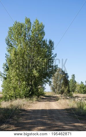 Poplar groves in the plain of the River Esla, in Leon Province, Spain
