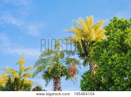 Fan Palm Tree On Day Time.