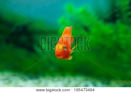 Red Blood Parrot Cichlid In Aquarium Plant Green Background. Goldfish, Funny Orange Colorful Fish -