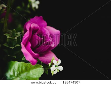 Purple Rose flower on a dark background