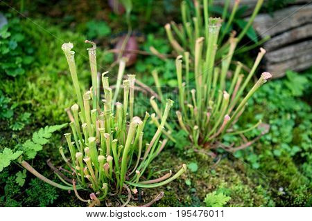 Nepenthes, Tropical Pitcher Plants, Monkey Cups