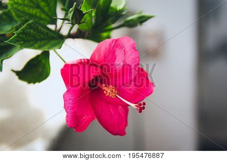 Nature's Gift - Vibrant red hibiscus flower!
