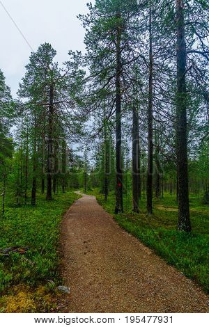 Rykimakero Trail, In Pyha-luosto National Park