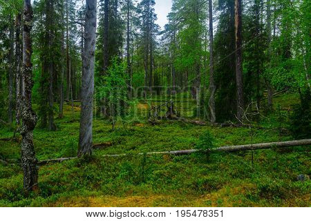 Rykimakero Trail, In Pyha-luosto National Park