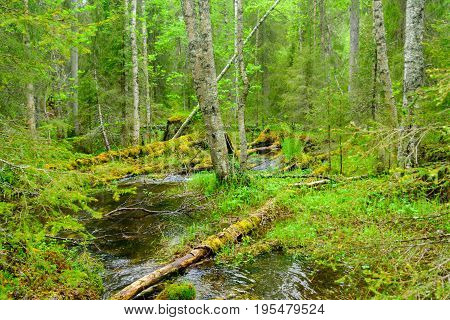 Tunturiaapa Trail, In Pyha-luosto National Park
