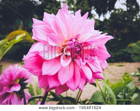 Nature's gift - Vibrant pink chrysanthemum flower