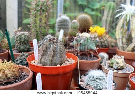 Potted euphorbia obesa succulent in greenhouse with other succulents