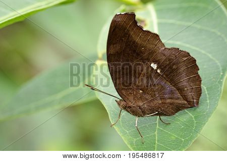 Image of Chocolate Pansy Butterfly (Junonia iphita Cramer 1779) on green leaves. Insect Animal.