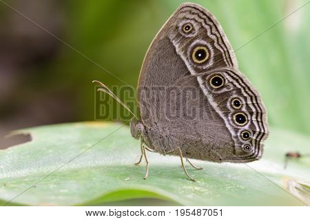 Image of Common Bushbrown Butterfly (Mycalesis perseus Fabricius 1775) on green leaves. Insect Animal.