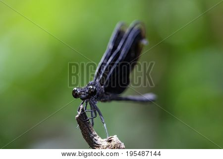 Image of Euphaea Masoni Dragonfly on dry branches on nature background. Insect Animal