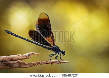 Image of Euphaea Masoni Dragonfly on dry branches on nature background. Insect Animal