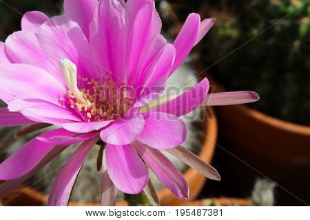 Pseudolobivia obrepanda cactus with large pink flower