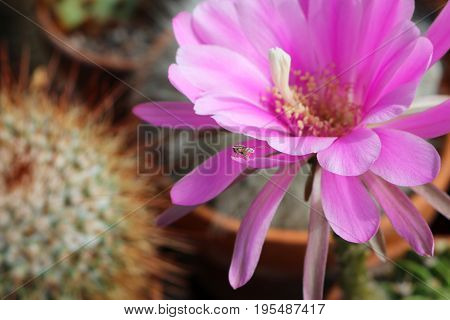 Pseudolobivia obrepanda echinopsis cactus with large pink flower