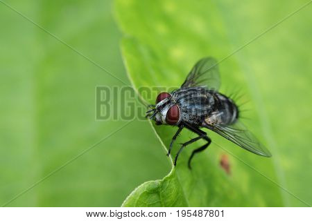 Image of a flies (Diptera) on green leaves. Insect Animal