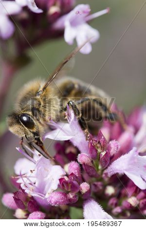 Honey Bee on Origanum (Oregano) laevigatum 'Herenhausen'