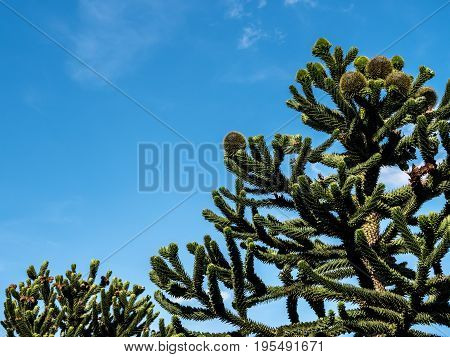 Chilean Araucaria Trees in a blue summer sky