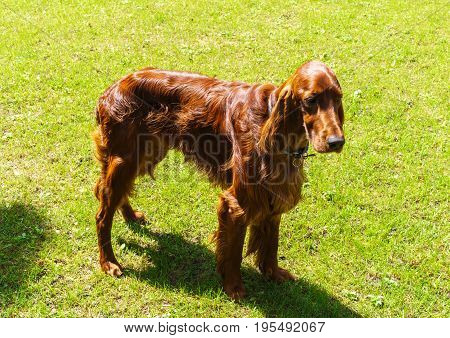 Dog breeds satter brown color on the lawn.