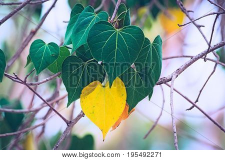 It's spring time! Nature's gift - Colorful leaves