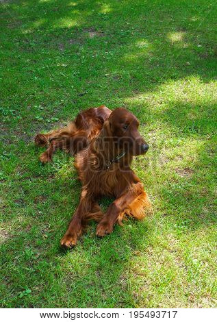 Dog breeds satter brown color on the lawn.