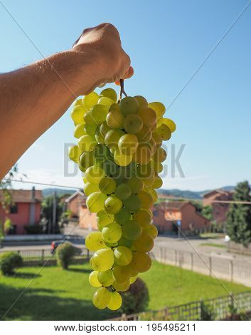 White Grape Fruit Food