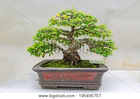 11-8-2016 bonsai trees in Lanna August 12th Queen Sirikit Botanic No. 35 in Chiang Mai Thailand.