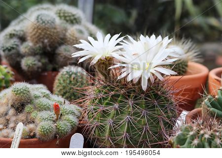 White flowers of acanthocalycium klimpelianum cactus side view