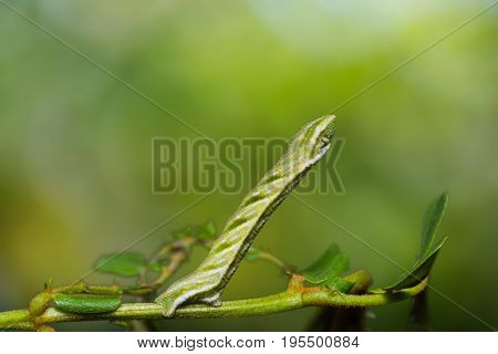 Pingasa Ruginaria Caterpillar