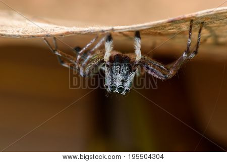Super macro Cosmophasis umbratica or Jumping spider under leaf