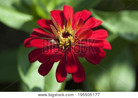 This is an image of a red flower with blurred background
