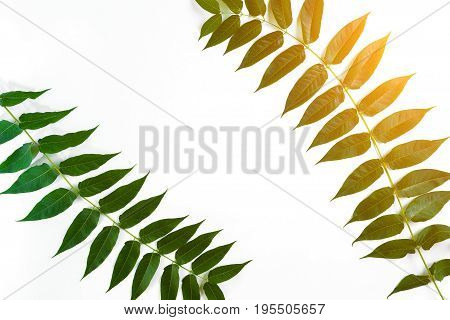Green leaf branches on white background. flat lay, top view. Copy space. Still life. Sun Flare