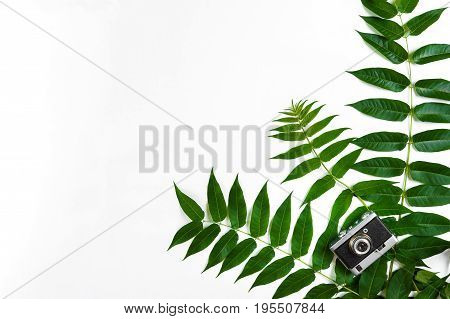 Green leaves and old camera on white background, Summer background. Top view. Copy space. Still life. Flat lay