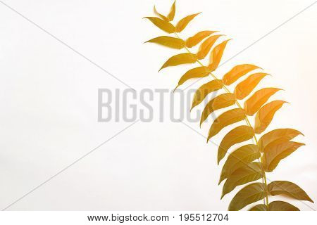 Green leaf branches on white background. flat lay, top view. Copy space. Still life. Sun Flare