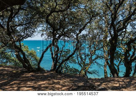 The shady Wood of la Chaise in the Noirmoutier coast (France)